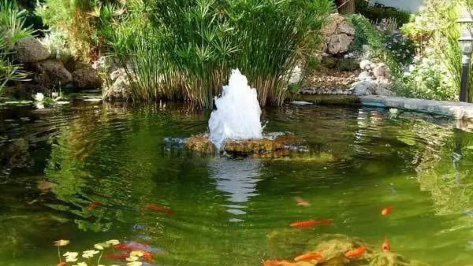 Một cái ao có đài phun nước và cá koi trong đó.