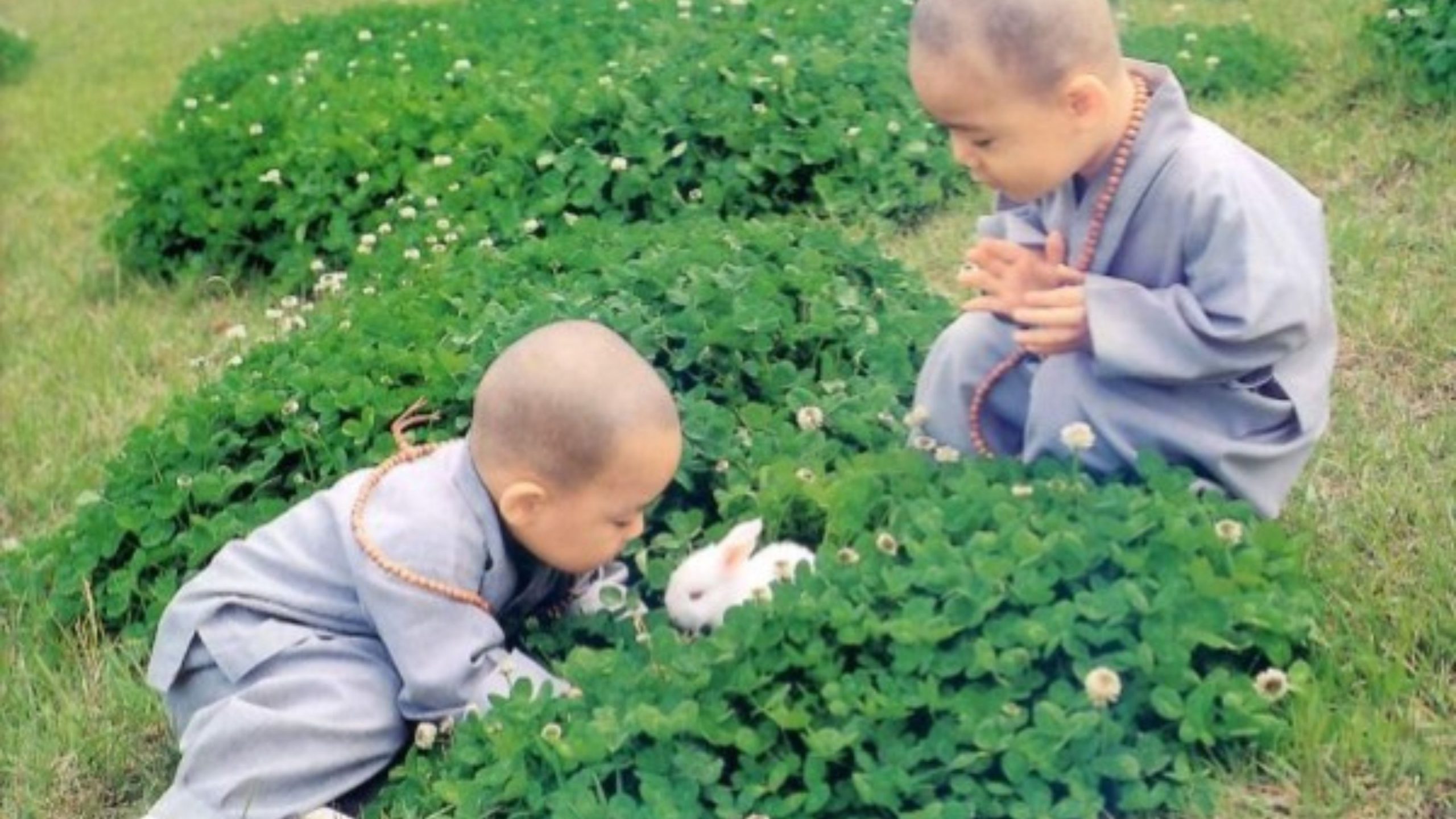 Hai chú tiểu chơi đùa với thỏ trên cánh đồng.